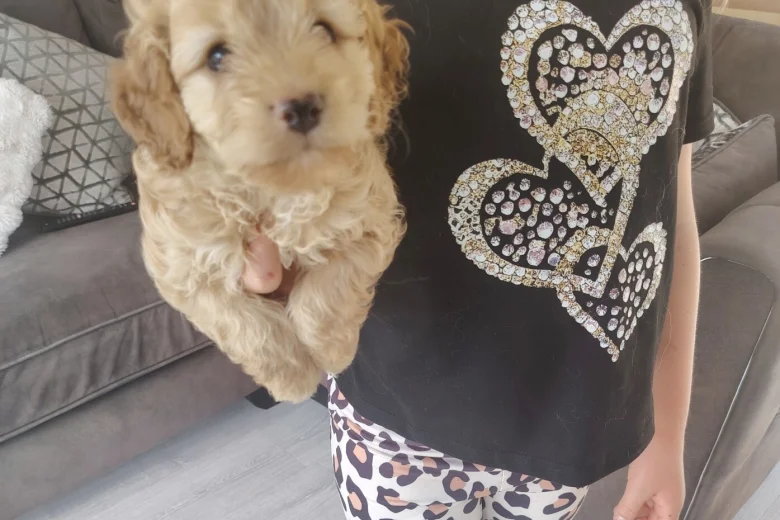 Cavapoo