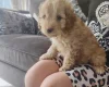 Cavapoo