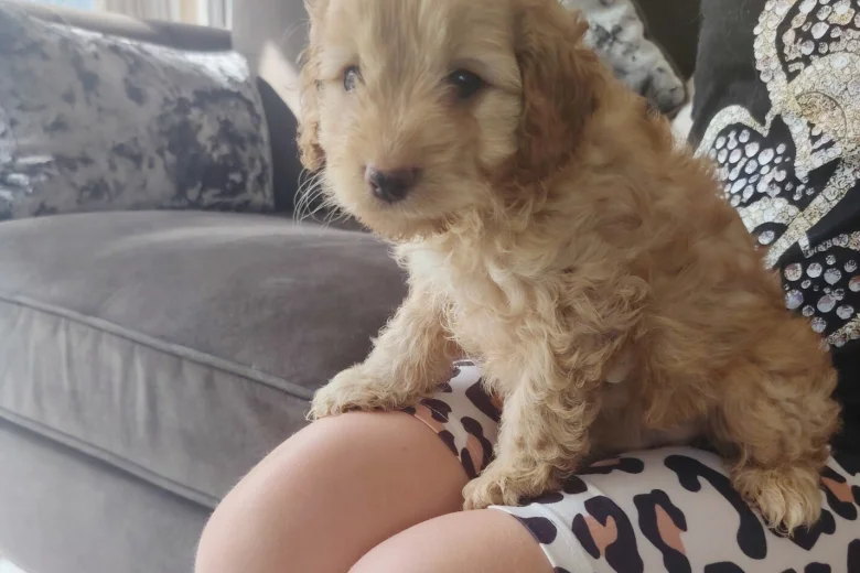 Cavapoo