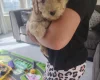 Cavapoo