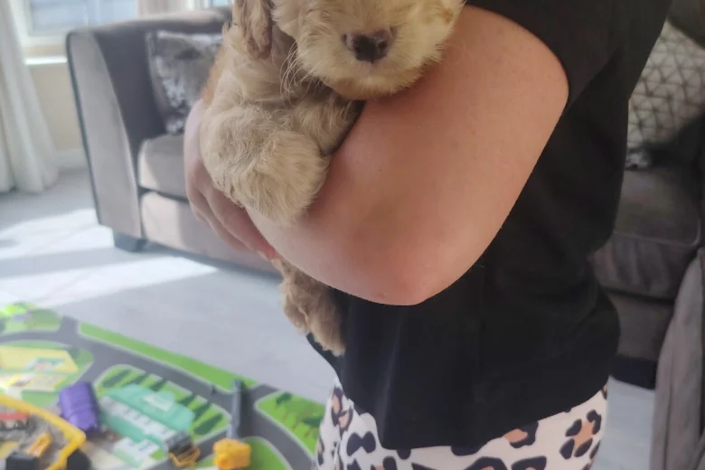 Cavapoo