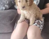 Cavapoo