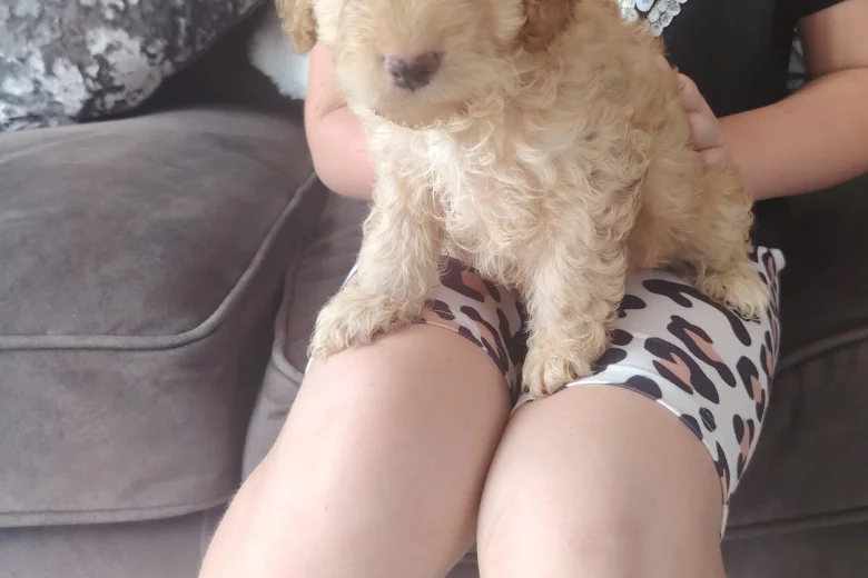 Cavapoo