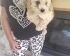 Cavapoo