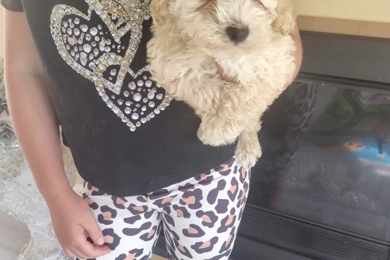 Cavapoo