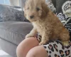 Cavapoo