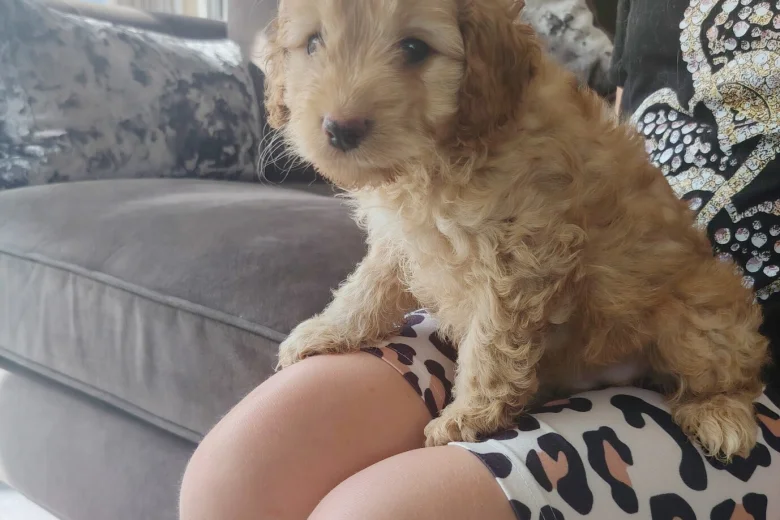 Cavapoo