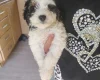 Cavapoo