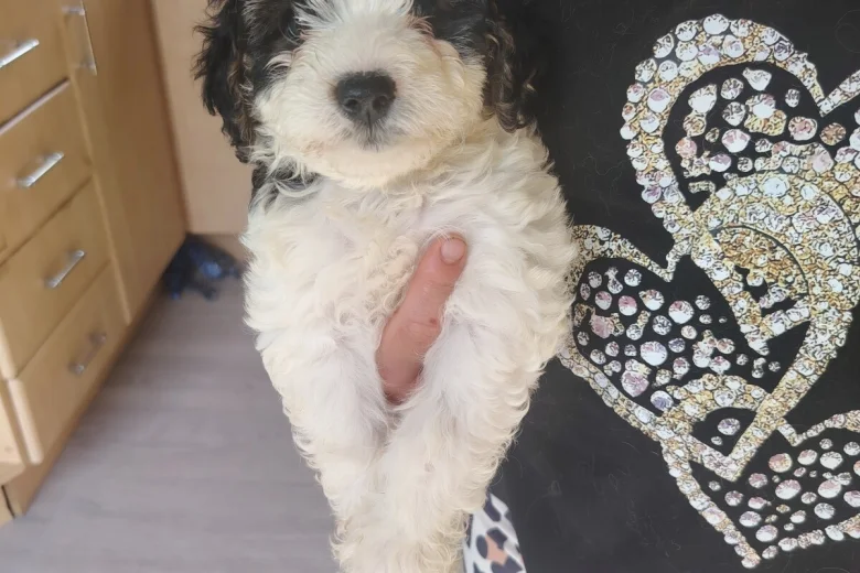 Cavapoo