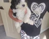 Cavapoo