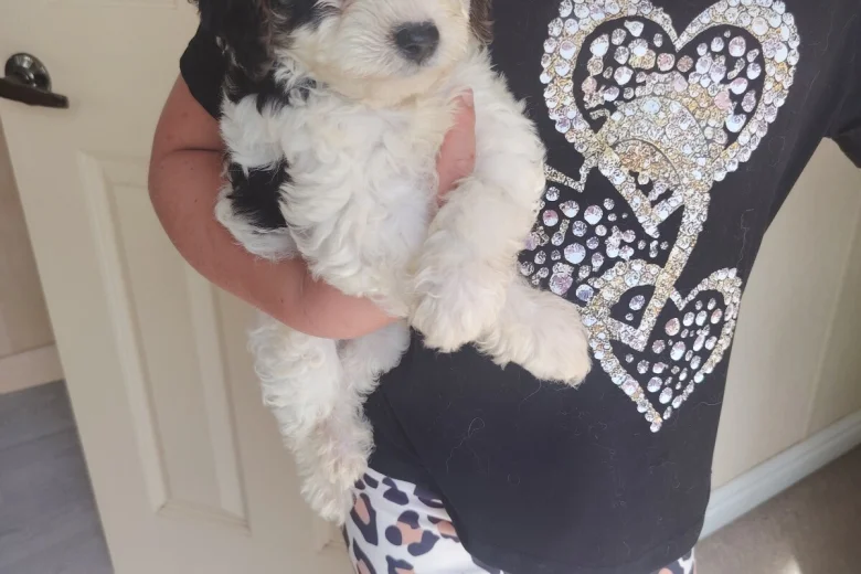 Cavapoo