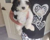 Cavapoo