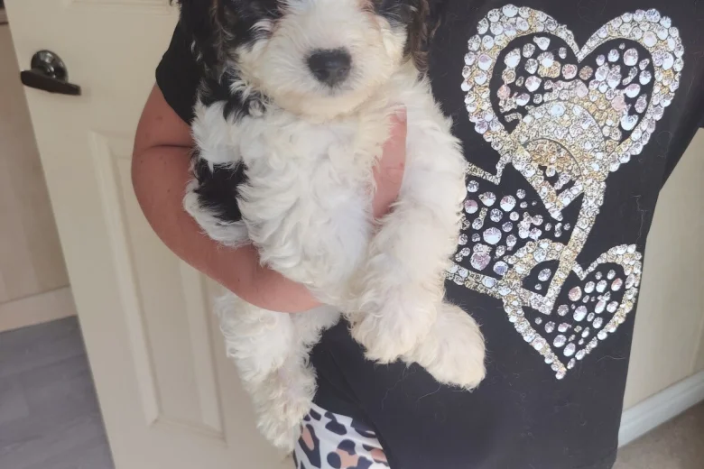 Cavapoo