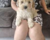 Cavapoo