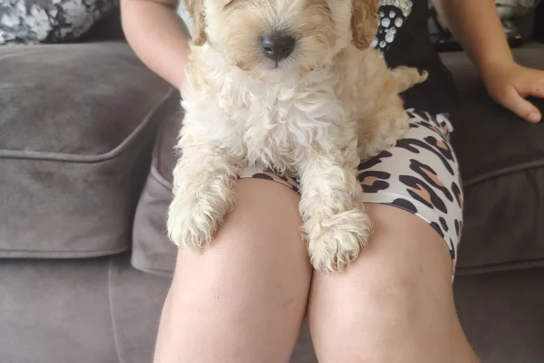Cavapoo