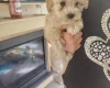 Cavapoo