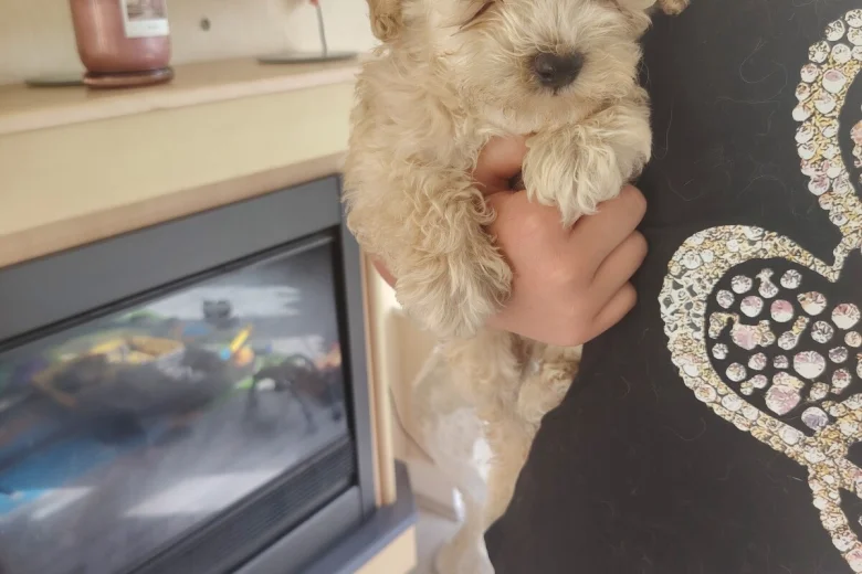 Cavapoo
