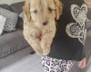 Cavapoo