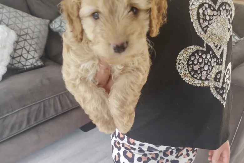 Cavapoo