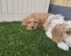 Cavapoo