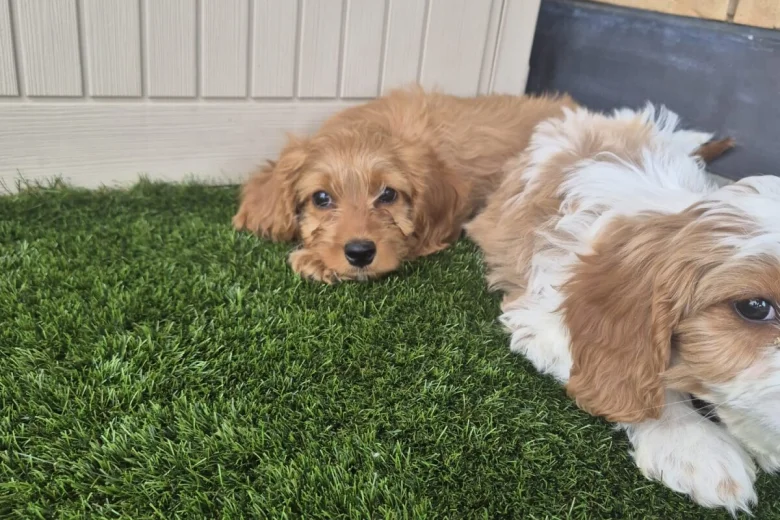 Cavapoo