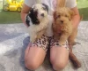 Cavapoo