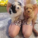 Cavapoo