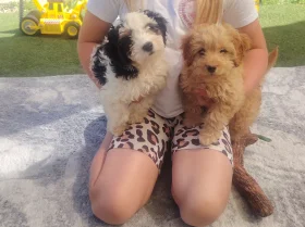 Cavapoo