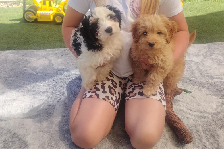 Cavapoo