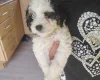 Cavapoo