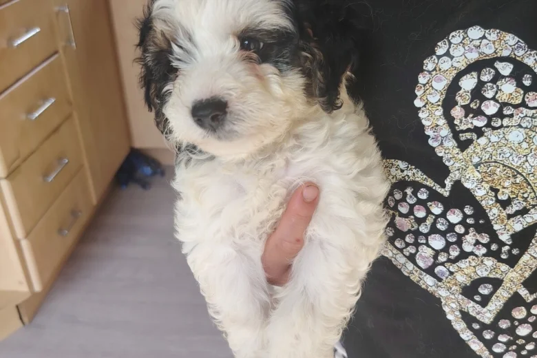 Cavapoo