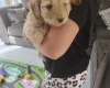 Cavapoo