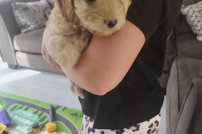 Cavapoo