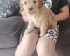 Cavapoo