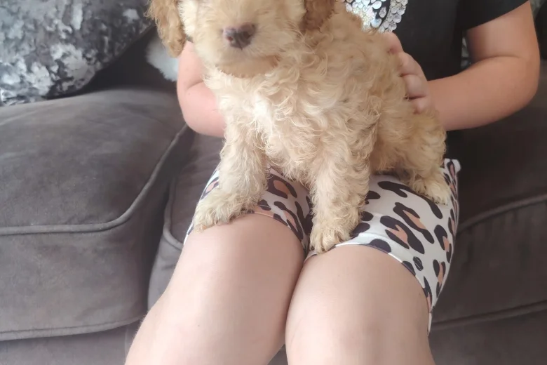 Cavapoo