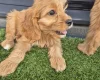 Cavapoo
