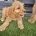 Cavapoo