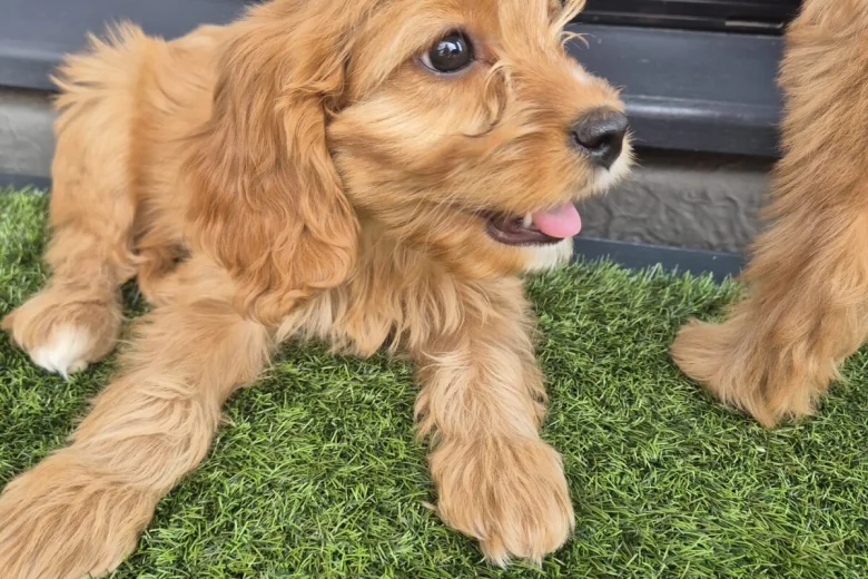 Cavapoo