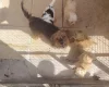 Cavapoo