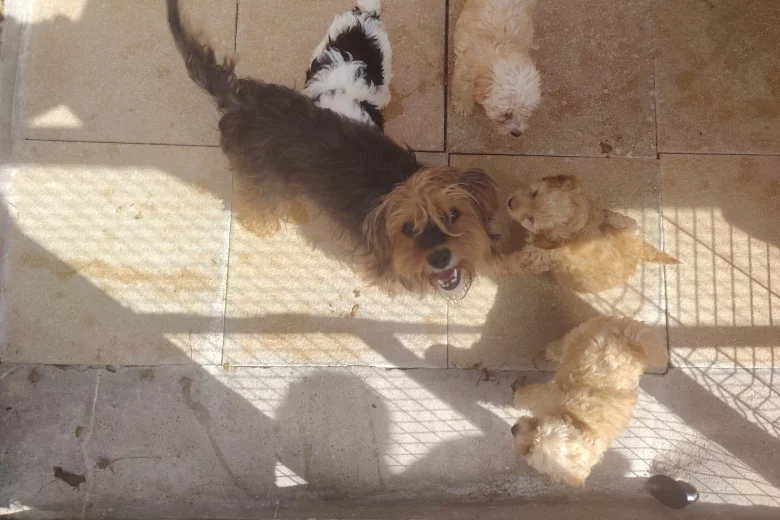 Cavapoo