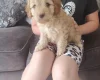 Cavapoo