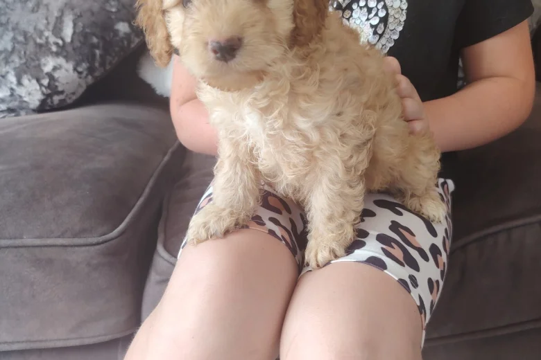 Cavapoo