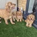 Cavapoo