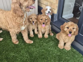 Cavapoo