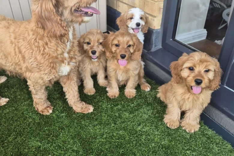Cavapoo