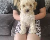 Cavapoo