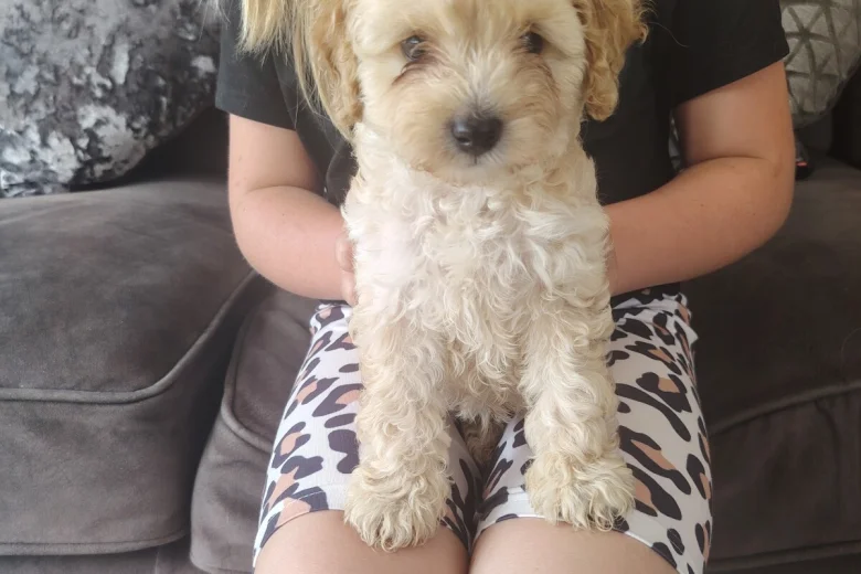 Cavapoo