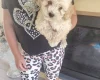 Cavapoo