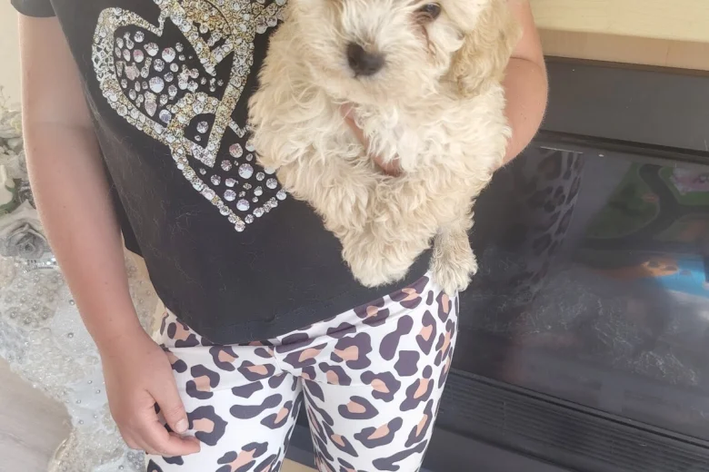 Cavapoo