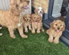 Cavapoo